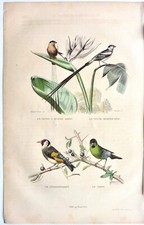 Edouard travies gravure d'occasion  Beaufort-en-Vallée