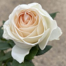 Rose lovely lauren for sale  PETERBOROUGH