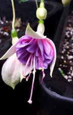 Live wild fuchsia for sale  Coos Bay