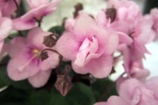 Little rose quartz for sale  Newport
