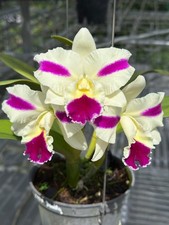 Rlc fong yuan for sale  Loxahatchee