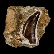 Tyrannosaur serrated fossil for sale  Post Falls