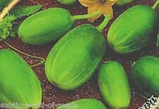 Russian cucumber seeds for sale  OLDHAM
