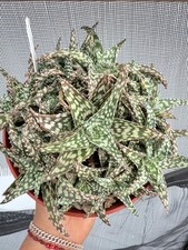 Aloe snowstorm live for sale  Jurupa Valley