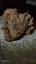 Fully agatized rugose for sale  Clarksville