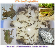 Live tadpoles live for sale  Hialeah