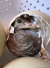 Fertile ostrich egg. for sale  Wellton