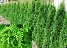 Thuja plicata gelderland for sale  KING'S LYNN
