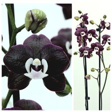Rare phalaenopsis black for sale  NOTTINGHAM