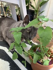 100 catnip seeds for sale  Copperas Cove