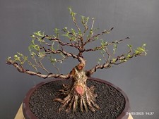 Real ficus microcharpa d'occasion  Expédié en Belgium