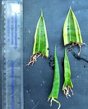 Snake plant mother for sale  HAVERFORDWEST