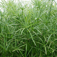 plants umbrella for sale plants umbrella for sale Fairdale