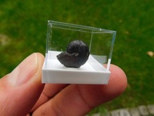 Ammonit taouz marokko gebraucht kaufen Ammonit taouz marokko gebraucht kaufen  Limbach-Oberfrohna