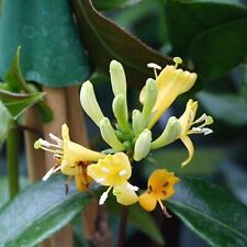 Lonicera copper beauty for sale  GLASGOW