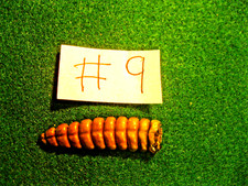 Rattle snake rattle for sale  Waynesboro