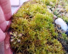Pianta carnivora drosera usato  Grumo Appula