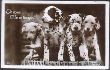 Four dalmatian puppies. for sale  BRIGHTON