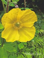 welsh poppy for sale  HINCKLEY