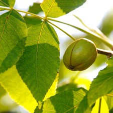 Carya laciniosa tree for sale  Oakland Gardens