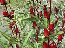 Hibiscus sabdariffa roselle for sale  BIRMINGHAM