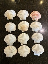 Natural scallop shells for sale  STOCKSFIELD