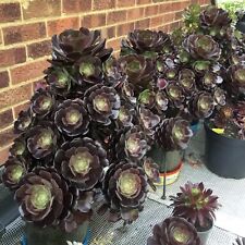 Aeonium black rose for sale  UK
