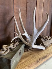Monster mule deer for sale  Show Low