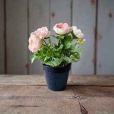 Ikea fejka kunstpflanze gebraucht kaufen Ikea fejka kunstpflanze gebraucht kaufen  Laatzen