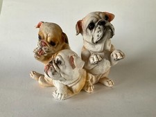 English bulldog puppie for sale  Woodstock