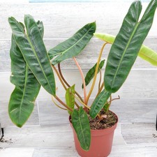 Philodendron billietiae rare for sale  Reseda