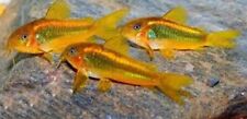 Gold laser cory for sale  Sylmar