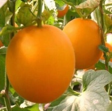 20pcs seeds fresh for sale  Rockville