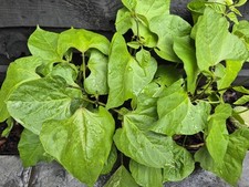 Runner beans plants for sale  LONDON