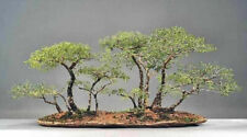 Acacia tortilis semi usato  Trappeto
