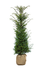 Eibe taxus baccata gebraucht kaufen  Bad Nauheim