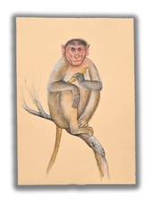 Pintura De Animal Mono Macaco Bebé Hecha A Mano 8.8 X 6 Pulgadas "PN13172", usado comprar usado  Enviando para Brazil
