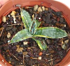agave variegated usato agave variegated usato Napoli