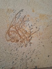 Seelilie andeton gebraucht kaufen  Xanten