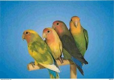 Animaux oiseaux perroquet usato  Spedire a Italy