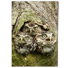 Owl chicks baby for sale  SELBY