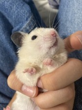 Cage rongeurs hamster d'occasion  Paris XII