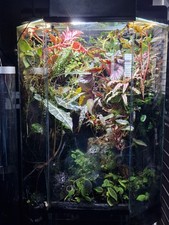 Large glass vivarium for sale  ROMFORD
