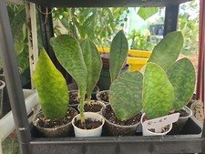 Baby sansevieria masoniana for sale  Englewood