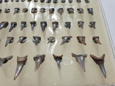 Traum haizahn sammlung gebraucht kaufen  Berg b.Neumarkt i.d.OPf.
