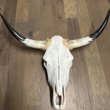 Real longhorn steer for sale  Wetumpka