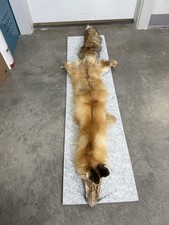 Coyote tanned fur for sale  Kaysville