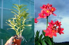 Epidendrum joseph lii usato  Spedire a Italy