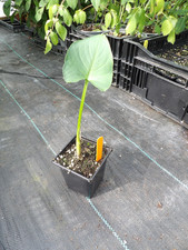 Zantedeschia white giant for sale Zantedeschia white giant for sale  MALDON