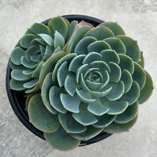 Echeveria imbricata currently for sale  San Marcos